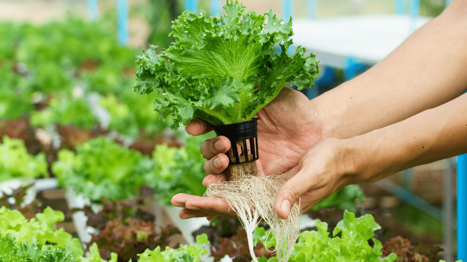 NFT hydroponic system